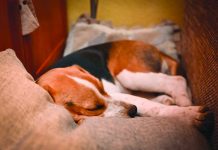 Nincsenek veszélyben házi kedvenceink