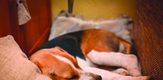 Nincsenek veszélyben házi kedvenceink