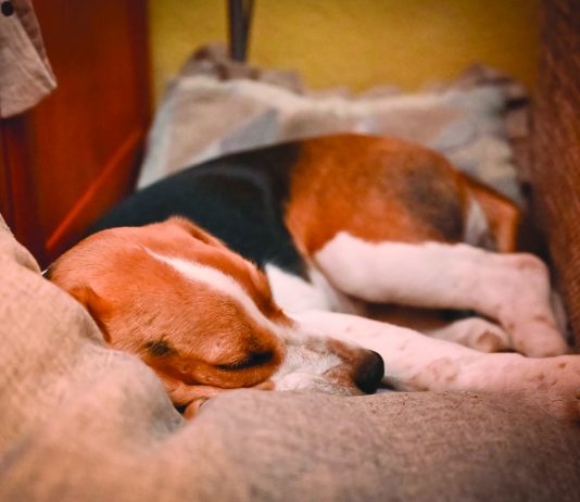 Nincsenek veszélyben házi kedvenceink